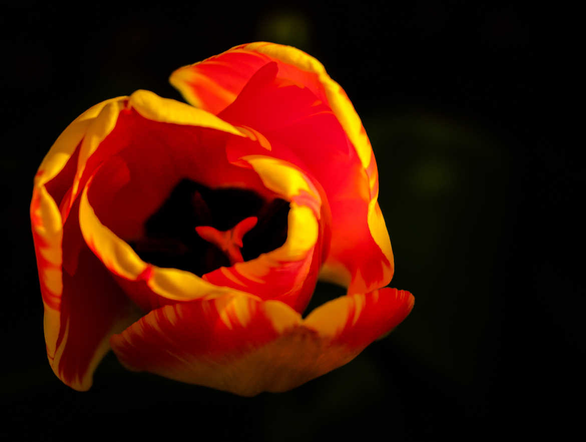Une Tulipe