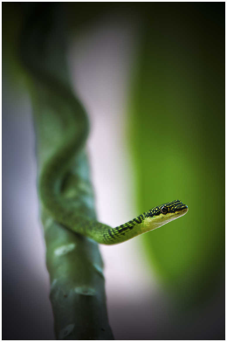 Serpent Thai