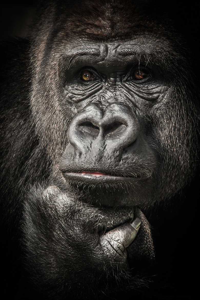 Human Gorillaz