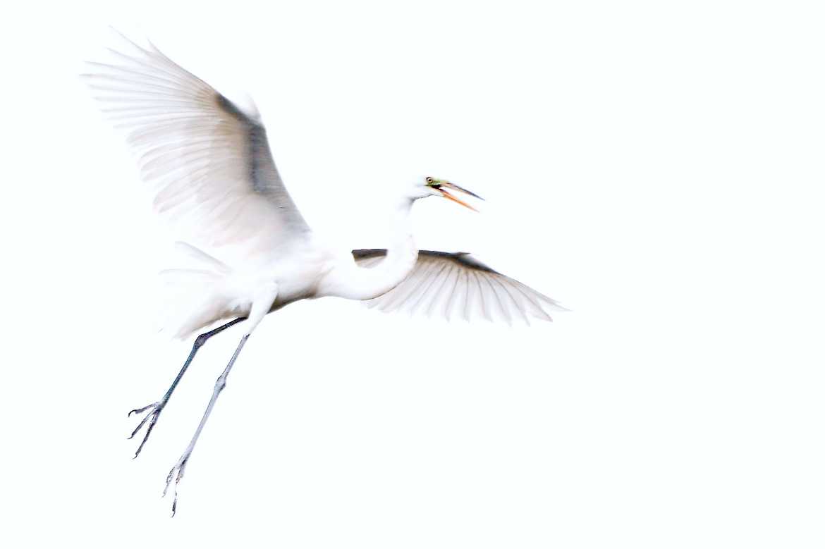 great egret