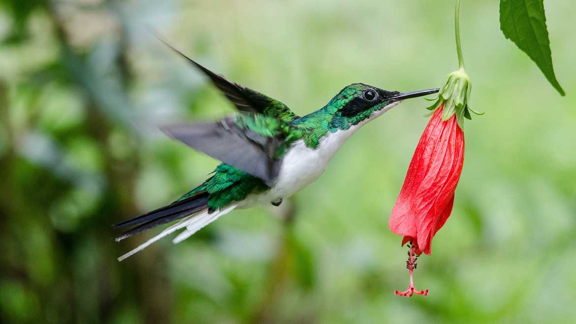 hummingbird Costa Rica