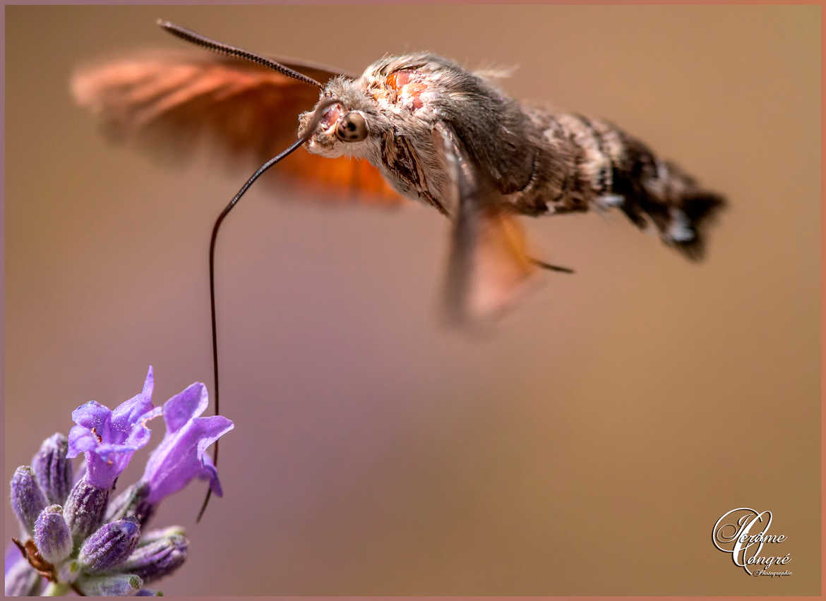 Papillon Colibri
