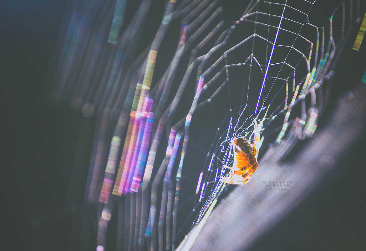 Une araignée sur sa toile colorée