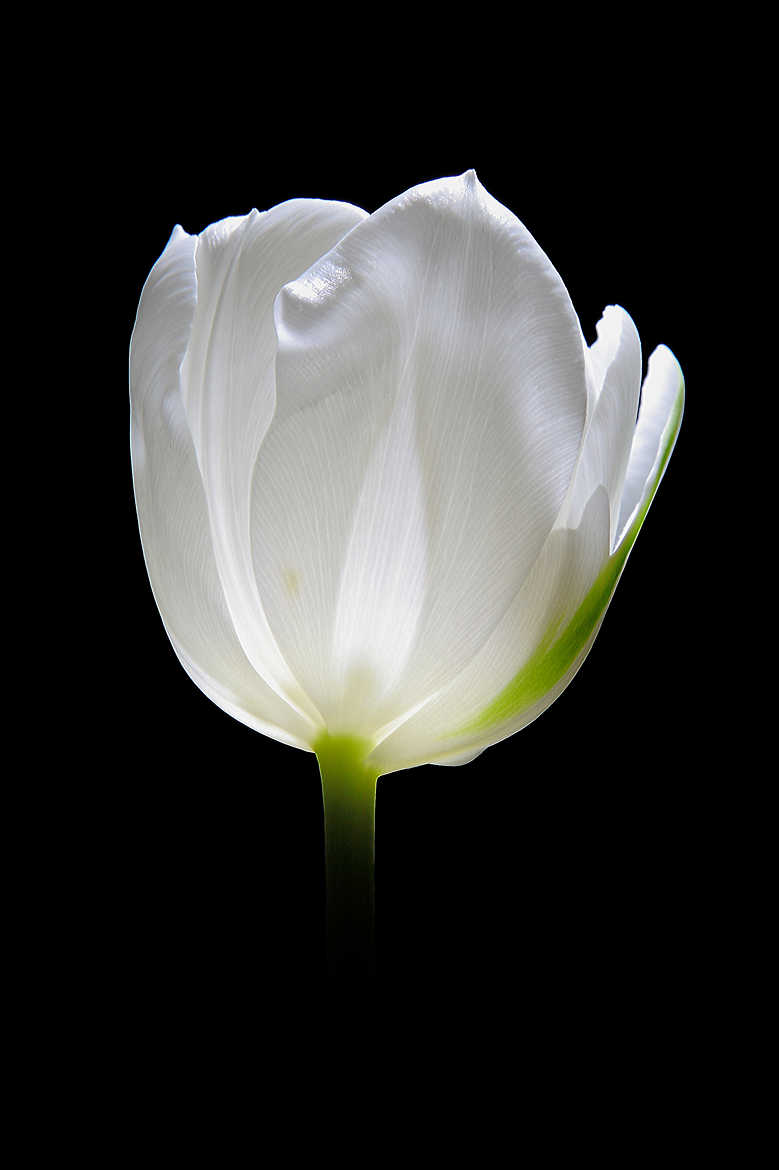 Galerie Photo - Tulip Bulb par Quentin_2859