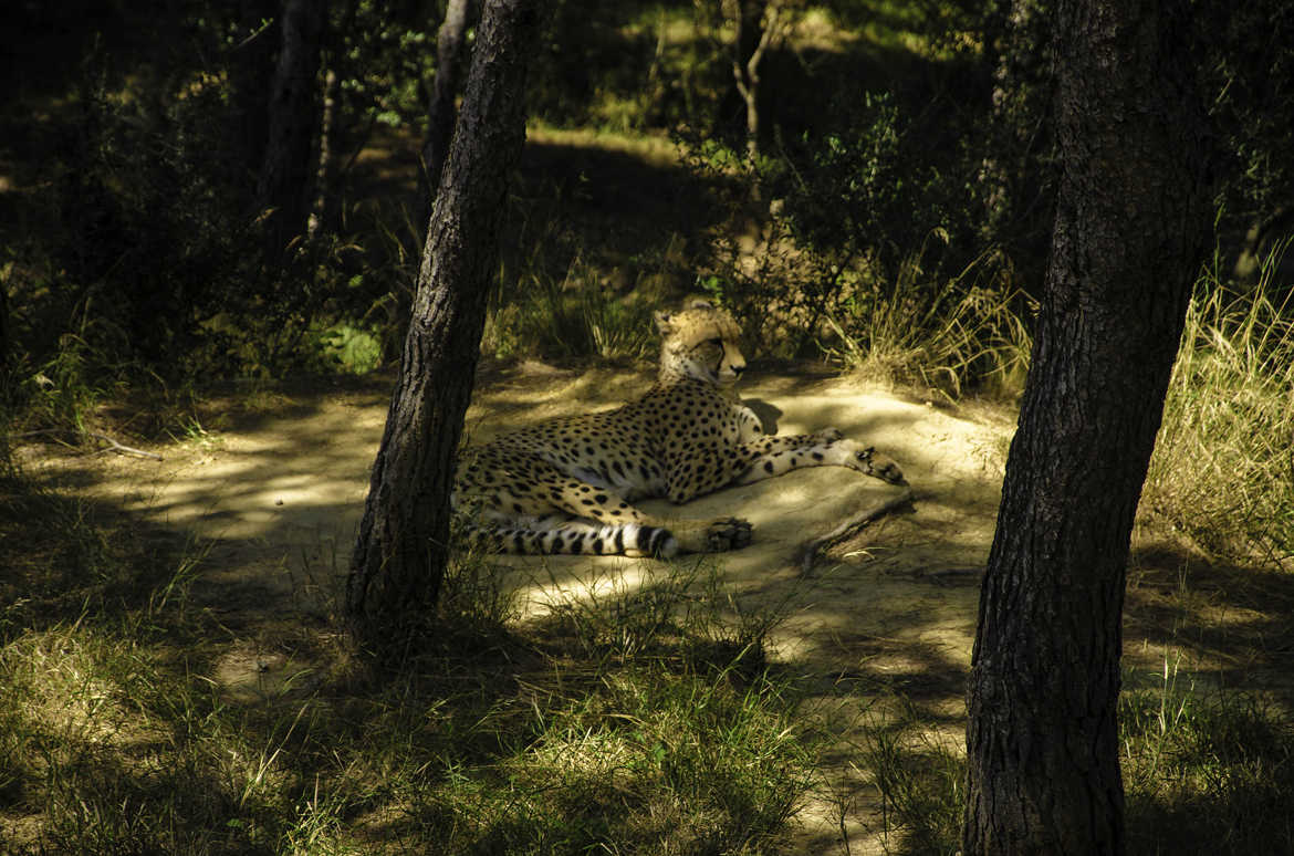 le repos du leopard