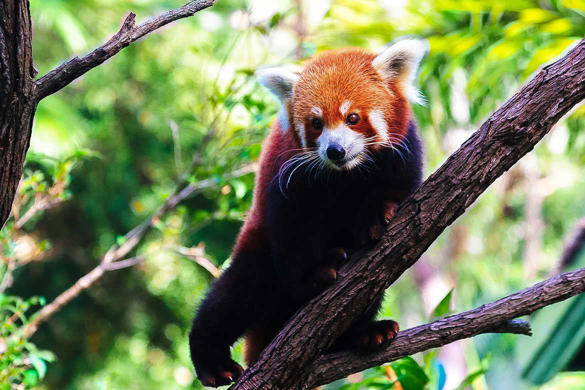 Curious Red Panda