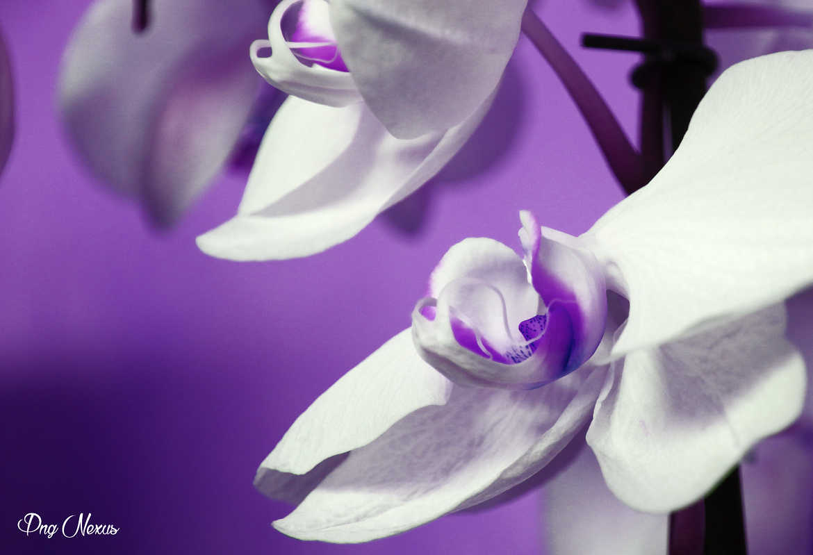 orchidée.