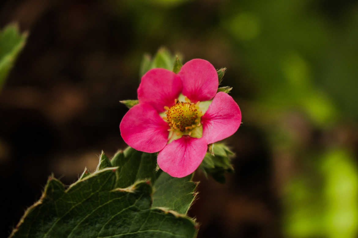 fleur de fraisier rose