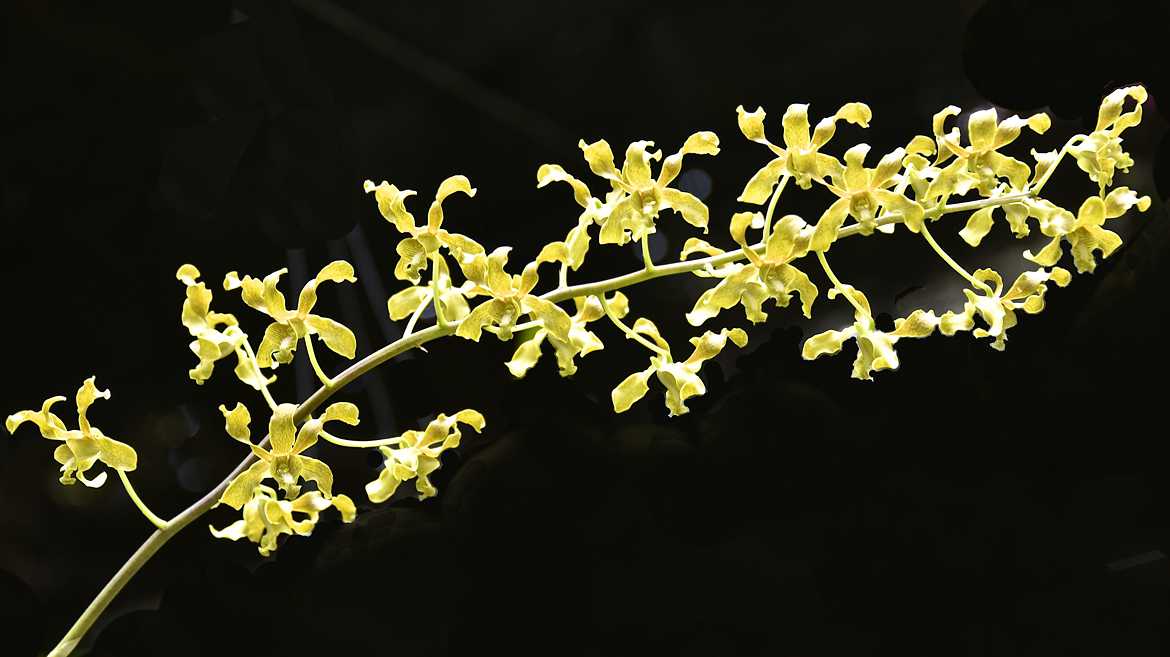 Orchidée de la collection Raymond Burr
