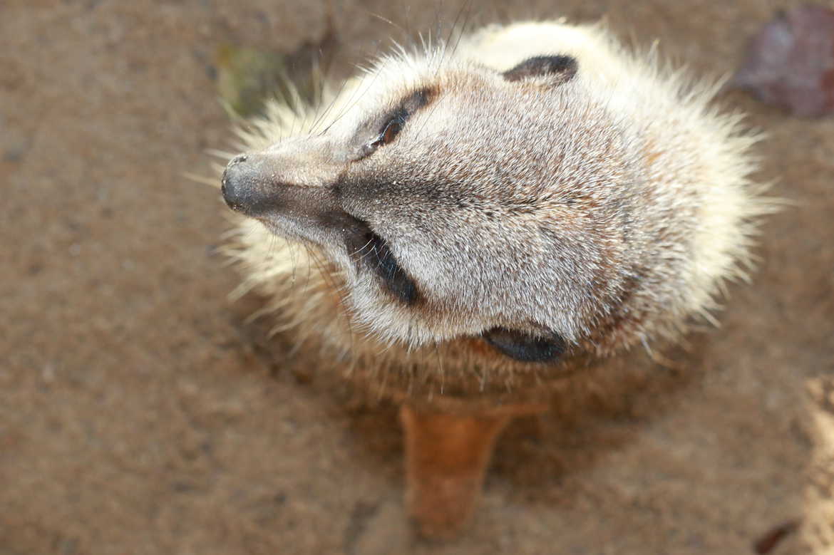 Sentinelle suricate