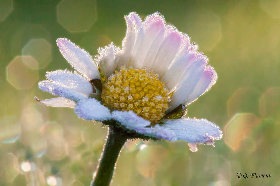 Frozen daisy
