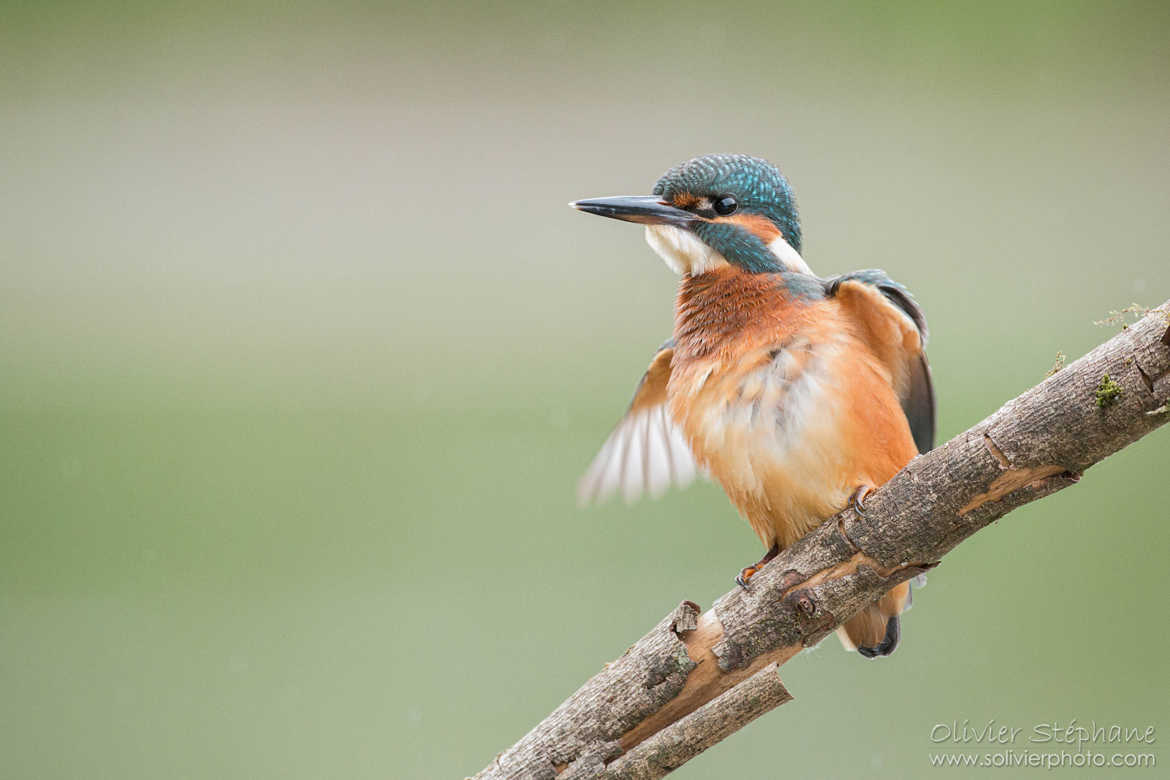 Martin pêcheur - Kingfisher (Alcedo athis)