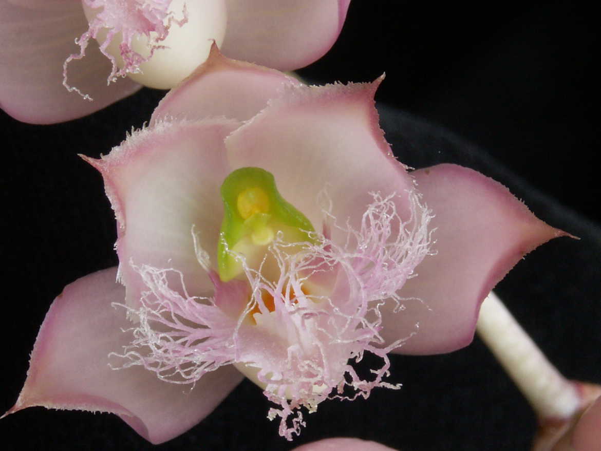 Clowesia rosea
