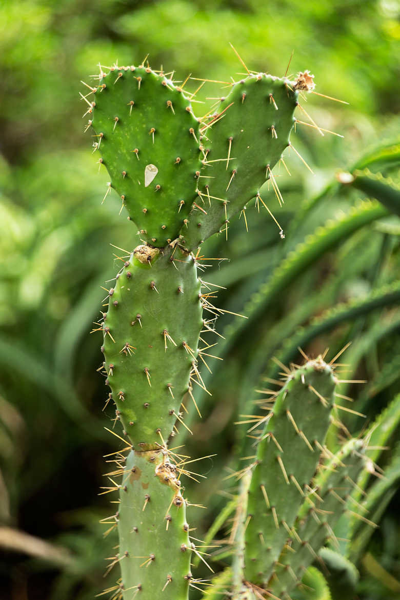 Cactus Monégasque