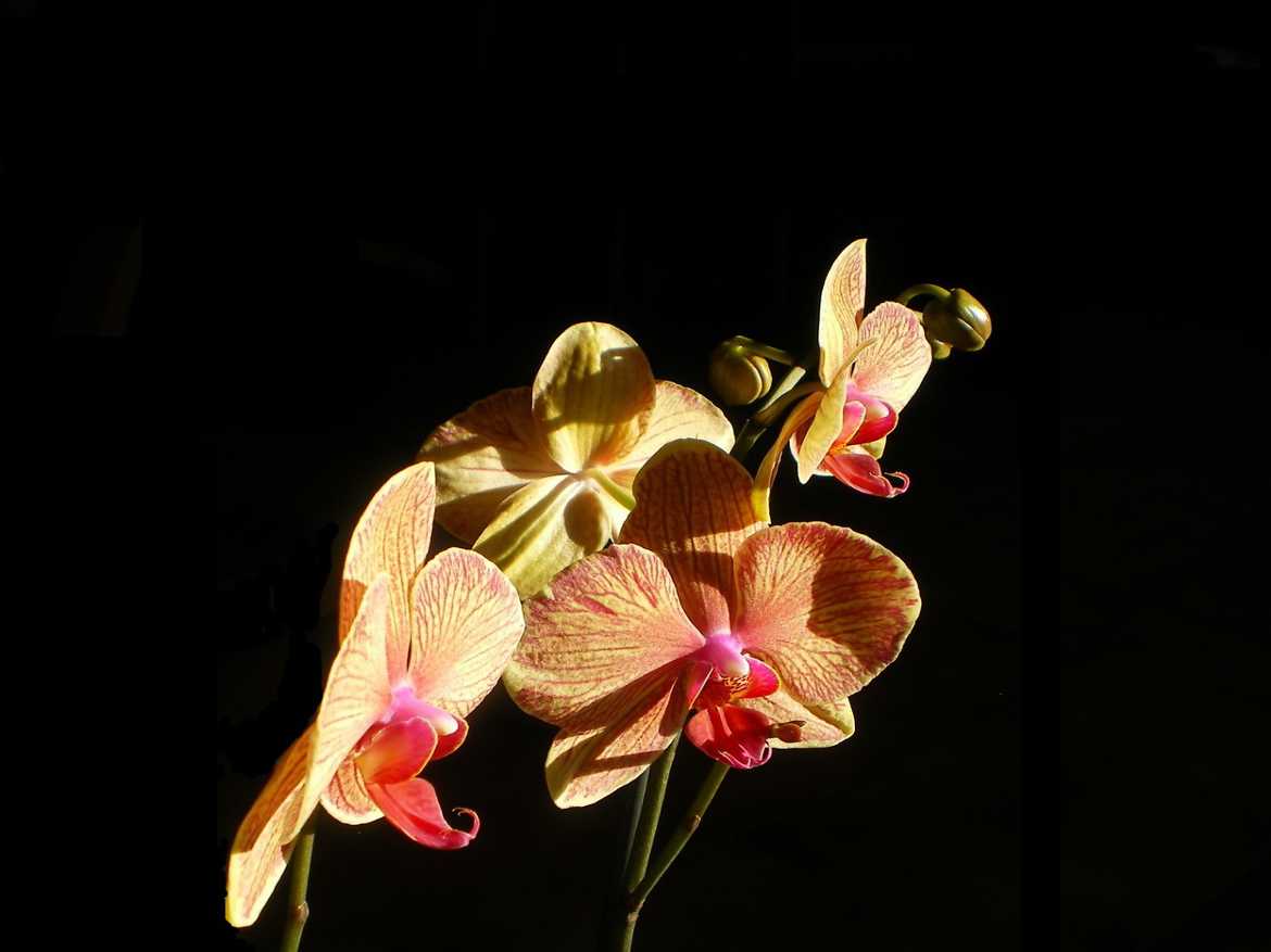 Recadrage des orchidées...