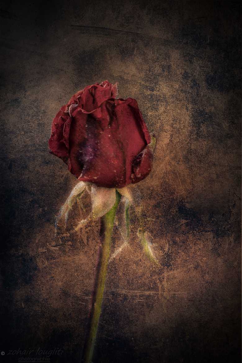 Une rose Triste