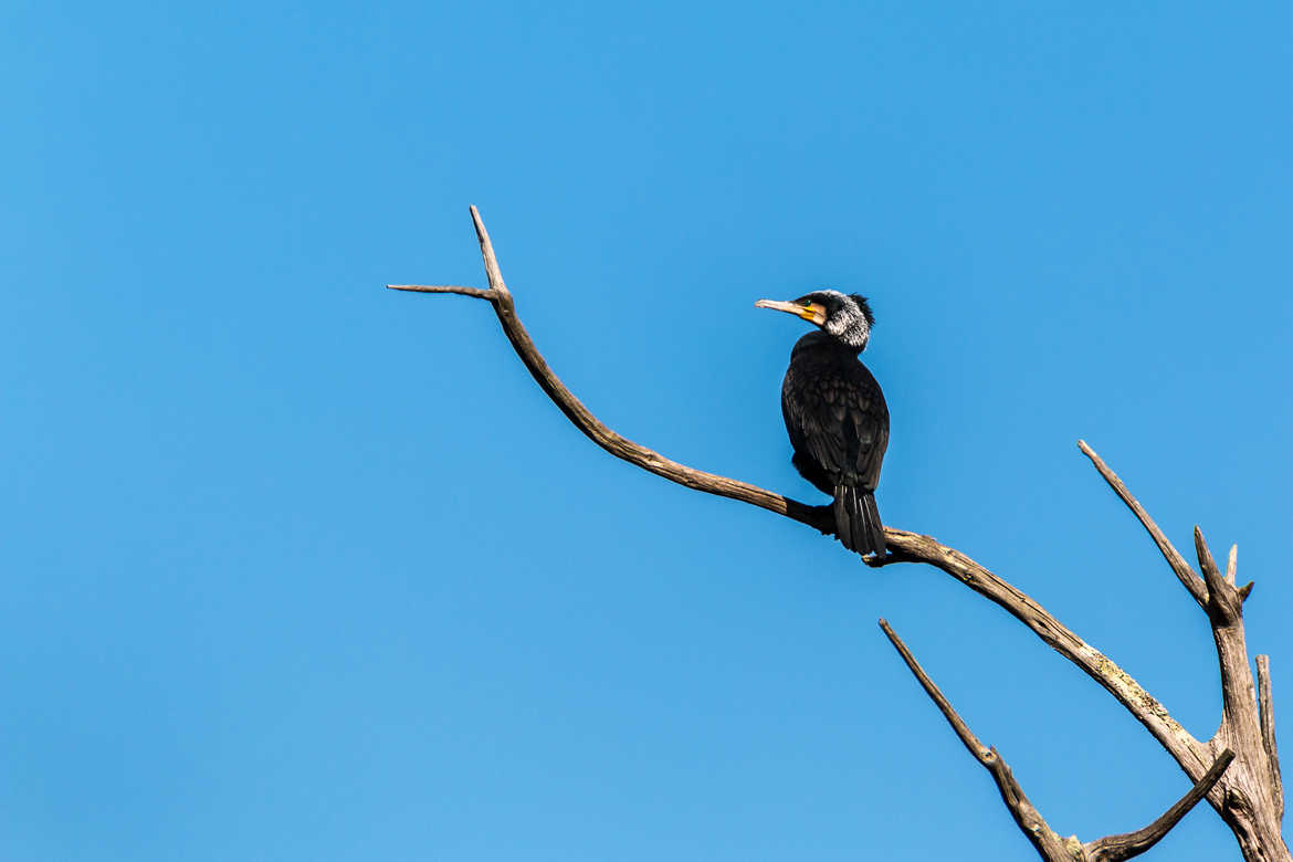 Un cormoran huppé sur son perchoir