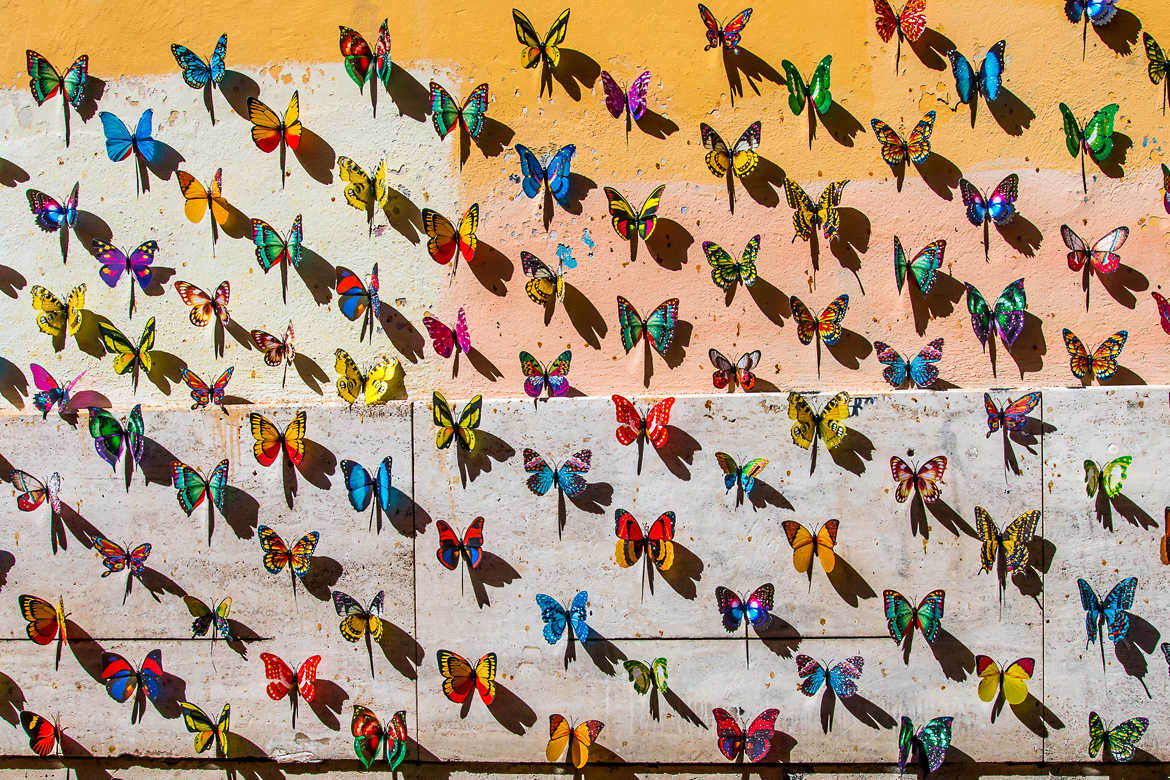 Le mur des papillons