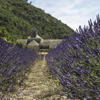 Provence et lavandes