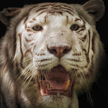 Tigre blanc par patrick69220