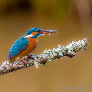 Kingfisher Diner Time