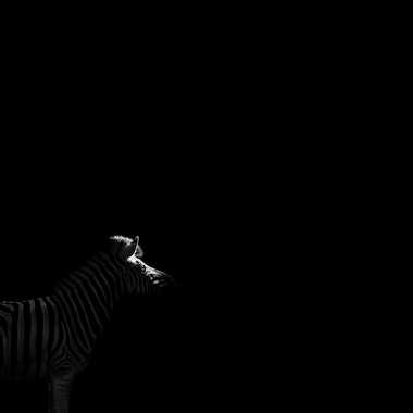 Zebra minimalism