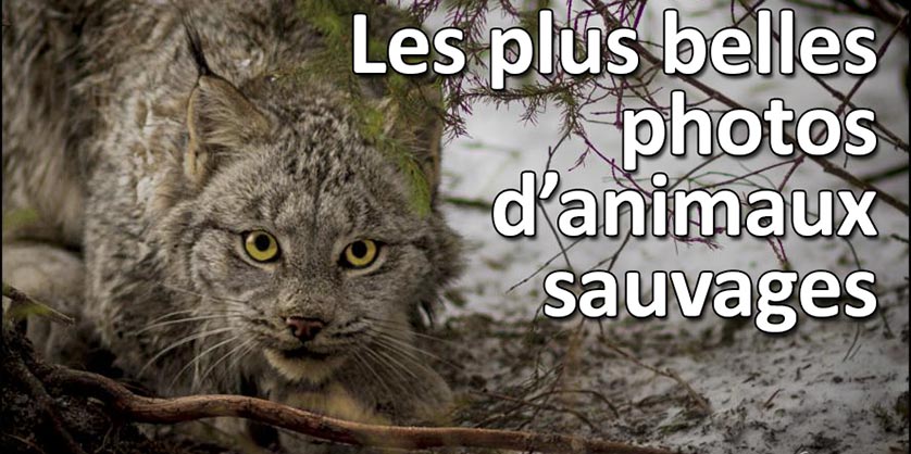 Concours Photo Animaux Sauvages - Les résultats