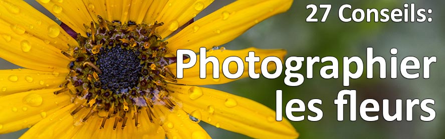 27 conseils pour photographier les fleurs