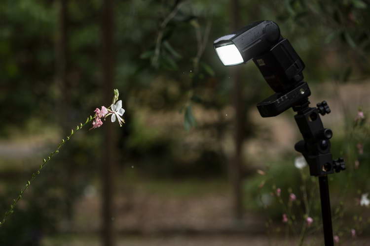 Comment bien photographier des fleurs