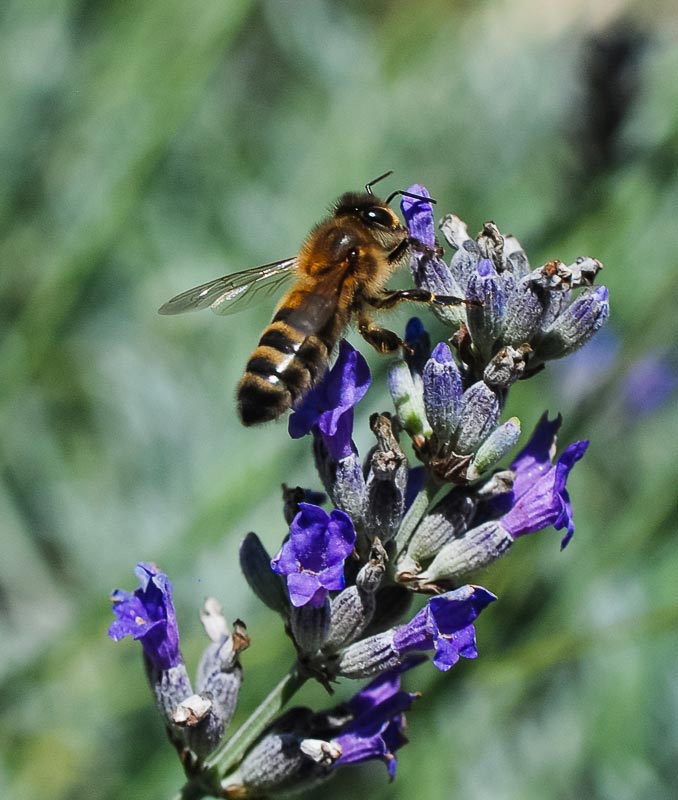 Tuto photo macro abeille