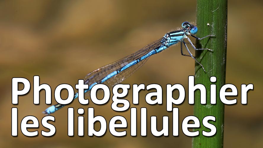 comment bien photographier libellules