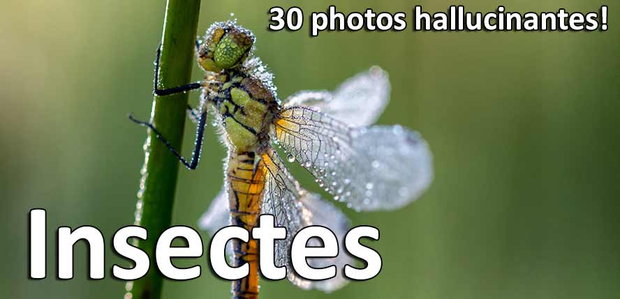 30-photos-hallucinantes-insectes-resultat-concours-photo