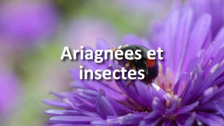 Nouveau-defi-photo-Ariagnees-et-insectes