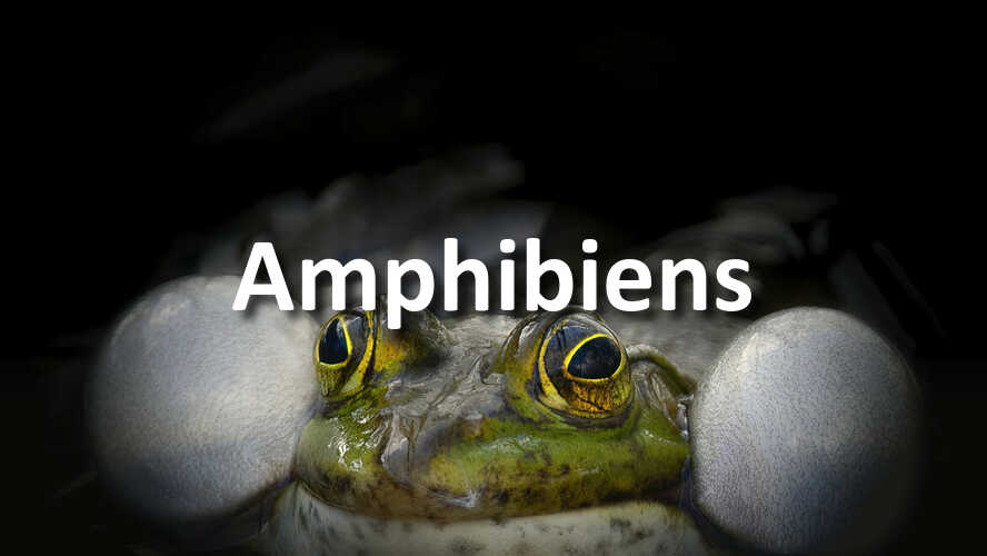 Nouveau-defi-photo-Amphibiens