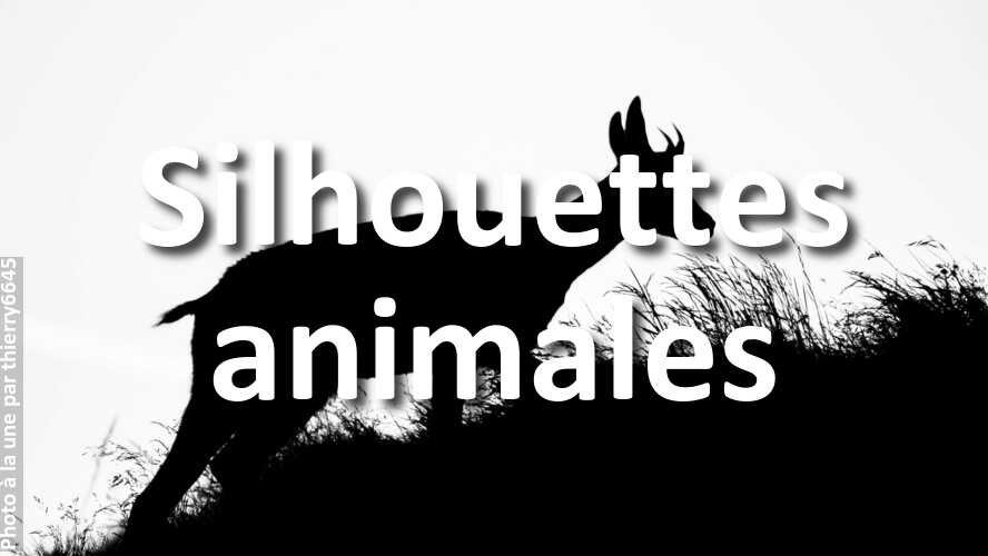 thierry6645-brille-au-concours-Silhouettes-animales
