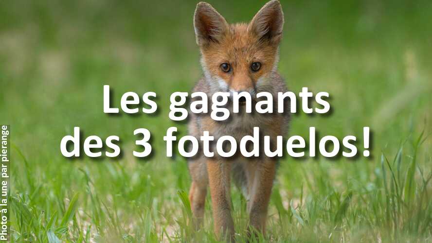 Mais-qui-sont-ces-gagnants-des-3-recents-fotoduelos