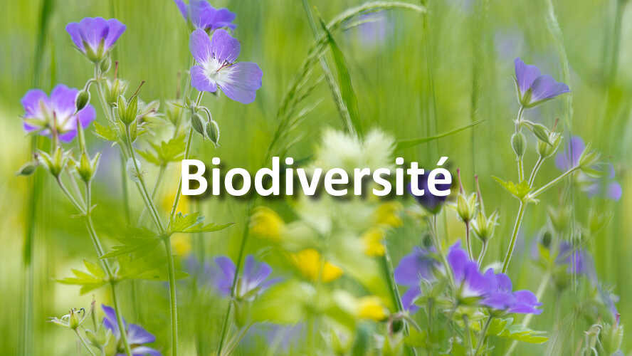 Etes-vous-a-la-hauteur-du-nouveau-defi-photo-Biodiversite