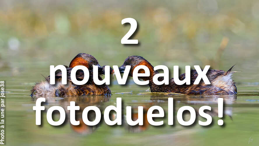 Jouez-aux-nouveaux-fotoduelos-tout-en-retrouvant-linspiration