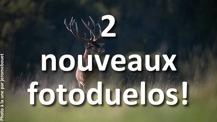 Jouez-aux-nouveaux-fotoduelos-tout-en-retrouvant-linspiration