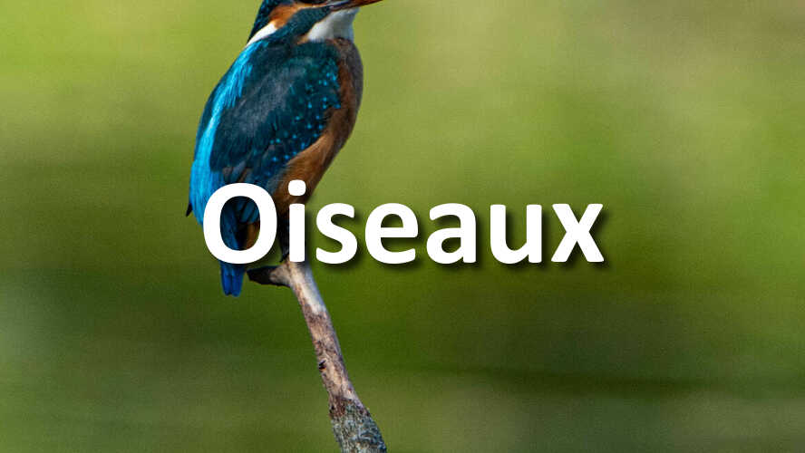 Il-est-temps-de-me-montrer-vos-photos-de-Oiseaux