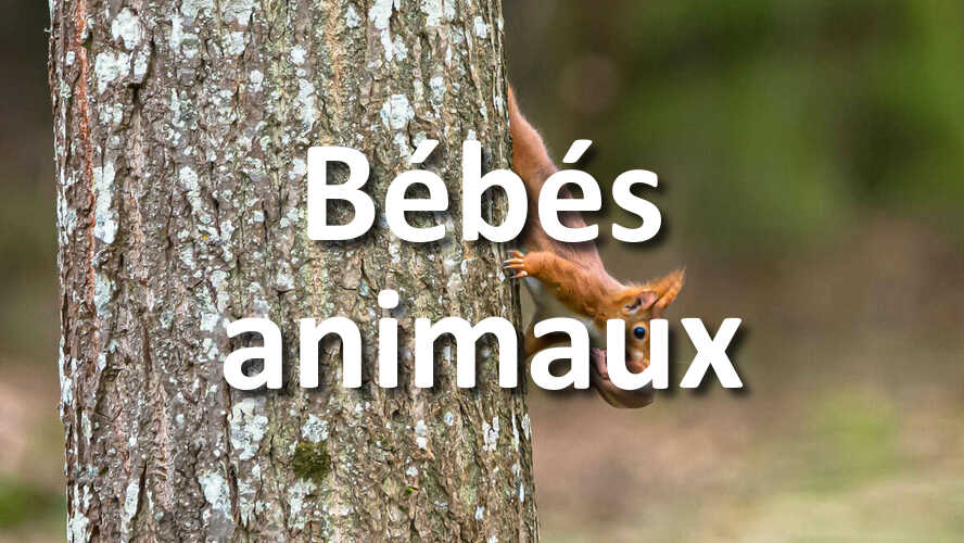 Comment-allez-vous-photographier-le-concours-Bebes-animaux