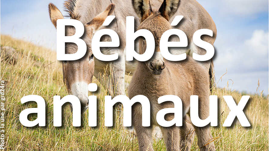 Tous-les-regards-tournes-vers-grd24ra-apres-sa-prestation-au-defi-photo-Bebes-animaux