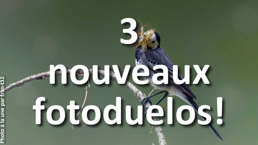 Amusez-vous-1-minute-ou-plus-avec-3-nouveaux-fotoduelos