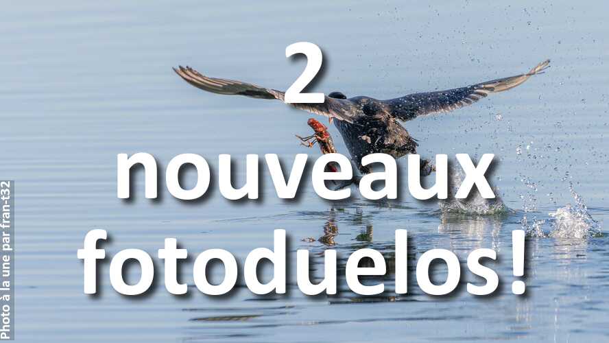 2-nouveaux-fotoduelos-ont-besoin-de-votre-avis