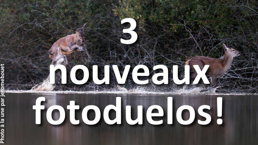 Laquelle-est-la-plus-belle-celle-de-droite-ou-de-gauche