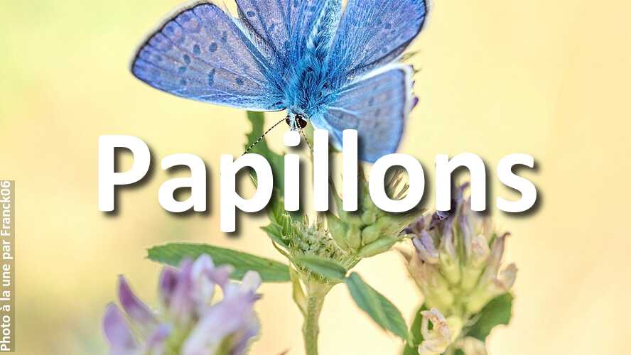 Le-public-a-choisi-Franck06-comme-meilleur-photographe-du-concours-Papillons