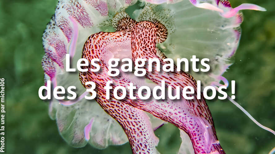 Mais-qui-sont-ces-gagnants-des-3-recents-fotoduelos