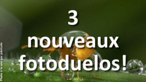 Laquelle-est-la-plus-belle-celle-de-droite-ou-de-gauche