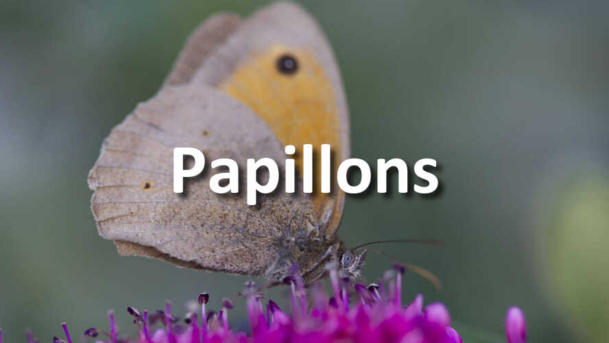 Saurez-vous-relever-le-defi-photo-Papillons