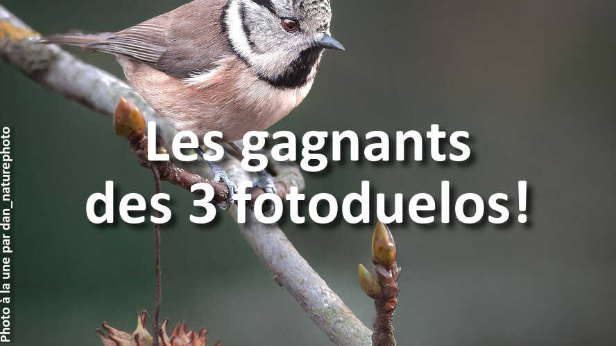 Mais-qui-sont-ces-gagnants-des-3-recents-fotoduelos